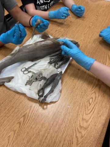 Dogfish shark on the table with students looking for pups
