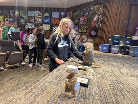 Fourth Grade Student standing in looking at a Marmot at the Bean Museum 
